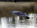 14_101002 more hippos in mari river